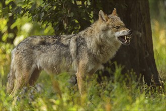 Wolf (Canis lupus), baring its teeth standing in a lush green forest