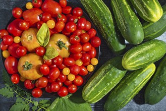 Fresh tomatoes (Solanum lycopersicum) and cucumbers (Cucumis sativus) with green leaves arranged on