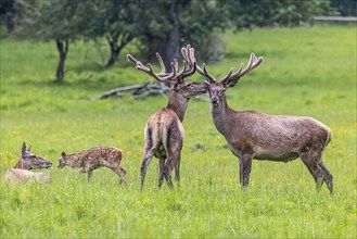 Red deer (Cervus elaphus), male animal with antlers and young, Eninger Weide on the Swabian Alb,