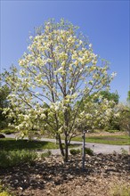 Yellow flowering Magnolia 'Banana Split' tree in spring, Montreal Botanical Garden, Quebec, Canada,