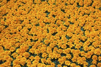 Tightly packed orange Tagetes, Marigold flowers growing in containers inside greenhouse in spring,