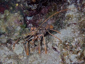 Guinea chick crayfish (Panulirus guttatus) at night. Dive site John Pennekamp Coral Reef State