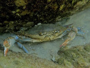 Atlantic blue crab (Callinectes sapidus), dive site John Pennekamp Coral Reef State Park, Key