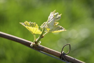 Young leaves of a grapevine in spring, viticulture, budding, shoots, vines, Baden-Württemberg,