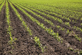 Field with rows of Zea mays, Corn crop seedlings in late spring, Quebec, Canada, North America