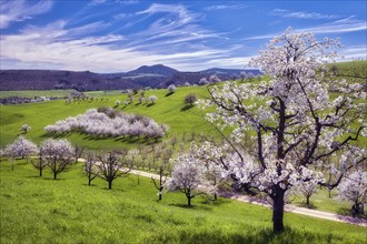 Orchard in spring, flowering cherry trees (Prunus avium), Fricktal, Canton Aargau, Switzerland,