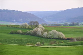 Spring landscape with green fields, hills and blossoming trees in the foreground, Mönchberg,