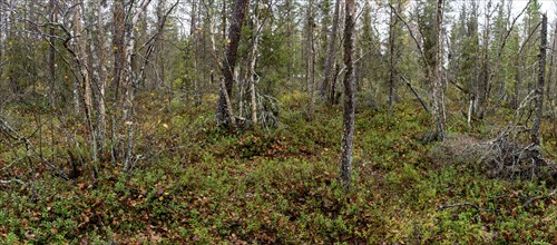 Autumn forest floor, tundra, Lapland, Finland, Europe