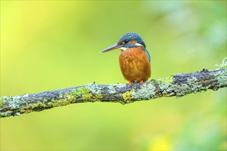 Common kingfisher (Alcedo atthis) sitting on a branch with autumncolours, wildife, Catalonia,