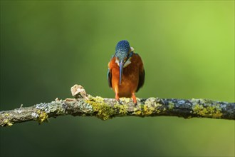 Common kingfisher (Alcedo atthis) sitting on a branch with autumncolours, wildife, Catalonia,