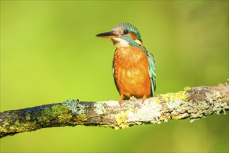 Common kingfisher (Alcedo atthis) sitting on a branch with autumncolours, wildife, Catalonia,