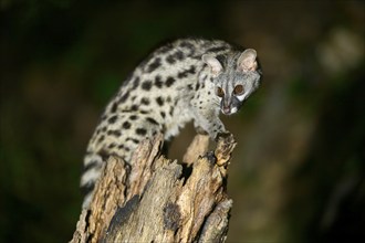 Common genet (Genetta genetta), climbing on a tree wildlife in a forest, Montseny National Park,