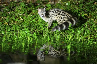 Young Common genet (Genetta genetta) at the shore of a lake, wildlife in a forest, Montseny