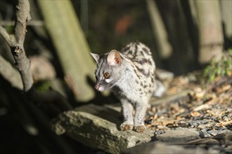 Common genet (Genetta genetta), wildlife in a forest, Montseny National Park, Catalonia, Spain,