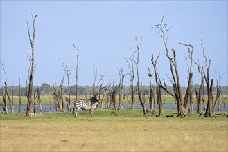 Single Zebra, Equus burchelli, is standing on front of dead trees right in front of the waterfront