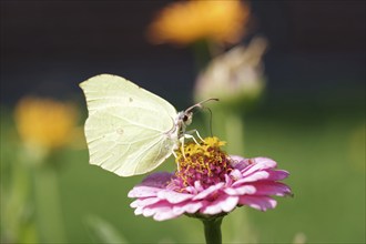 Lemon butterfly (Gonepteryx rhamni), macro, flowers, nectar, colourful, The lemon butterfly sits in