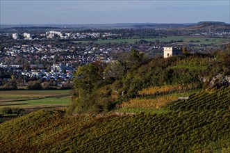 Schützenhüttle-Esel, behind Waiblingen, vineyard, vines, grapevines, viticulture, autumn colouring,