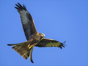 Red Kite, Milvus milvus, bird in flight