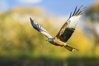 Red Kite, Milvus milvus, bird in flight