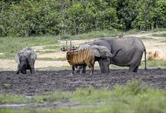 Bongo antelope (Tragelaphus eurycerus) and forest elephants (Loxodonta cyclotis) in the Dzanga Bai