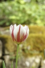 Tulip (Tulipa), flower red-white colour in a flower bed Wilnsdorf, North Rhine-Westphalia, Germany,