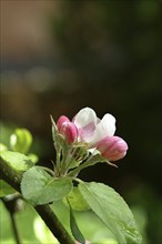 Apple blossoms (Malus), red still closed blossoms and white opened blossom with bokeh in the