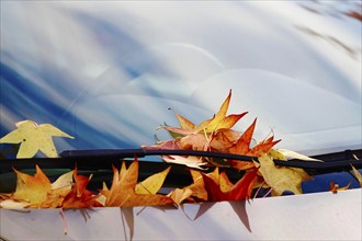 Leaves of the amber tree, car windscreen, October, Germany, Europe