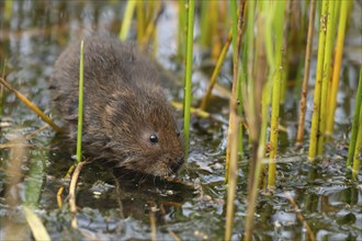 Water vole (Arvicola amphibius) adult rodent animal searching for food in a pond, England, United