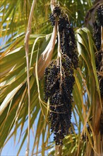 Black berries hanging from a palm tree with sunlit green leaves under a blue sky, Acai palm