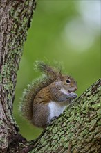 American grey squirrel (Sciurus carolinensis) sitting on a leafy branch on a tree, surrounded by