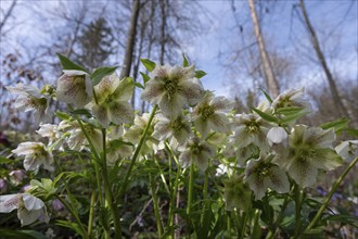 Oriental hellebore (Helleborus orientalis), Bavaria, Germany, Europe