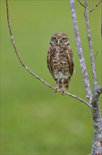 Burrowing owl (Speotyto cunicularia), sitting on a branch and observing the surroundings, Pembroke