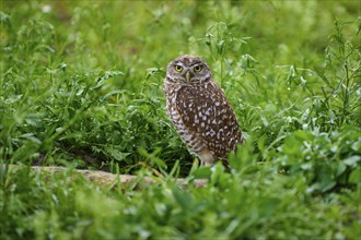 Burrowing owl (Speotyto cunicularia), sitting in a meadow, Pembroke Pines, Florida, USA, North