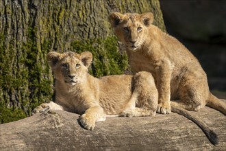 Asiatic Lion (Panthera leo persica), two cubs lying and sitting on a tree trunk and looking