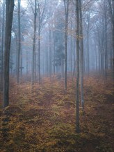 Foggy forest in autumn colours with tall trees and pale light, Gechingen, Black Forest, Germany,