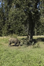 Wild boar (Sus scrofa) boar under pear tree in orchard, Allgäu, Bavaria, Germany, Allgäu, Bavaria,