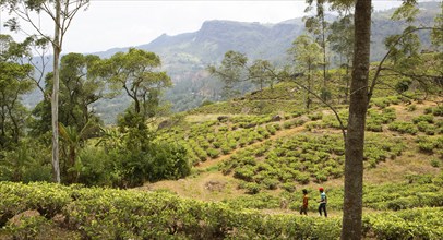 Tea plantation in Ramboda, Nuwara Eliya, Central Province, Sri Lanka, Asia