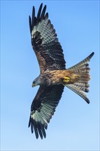 Red Kite, Milvus milvus, bird in flight