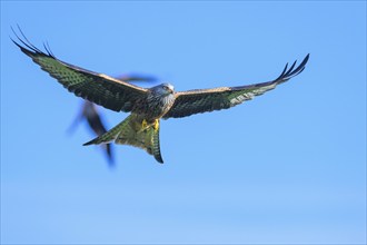 Red Kite, Milvus milvus, bird in flight