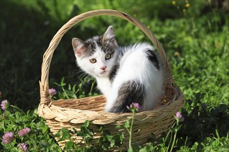 House cat, kitten, basket