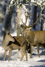 Red Deer (Cervus elaphus), pair in winter