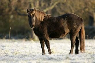 Icelandic horse in winter, Icelandic pony in winter, Icelandic, sideways, side