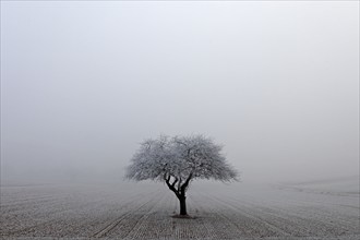 Deciduous tree with hoarfrost, Baden-Württemberg, Germany, Europe