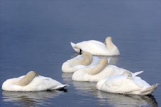 Mute Swans (Cygnus olor), Germany, Europe