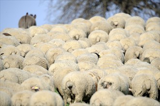 Merino sheep, sheep, sheep flock