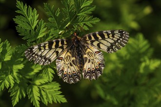 Southern Festoon (Zerynthia polyxena), Burgenland, Austria, Europe