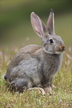 Wild rabbit, Oryctolagus cuniculus, Spain, Europe