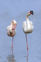 Greater Flamingo, Camargue, Provence, Southern France (Phoenictopterus ruber roseus)