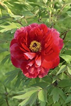 Peony (Paeonia foemina), peony rose, peony, peony family, Paeonaceae