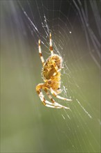 European garden spider (Araneus diadematus), side view, sitting in web, Ternitz, Lower Austria,